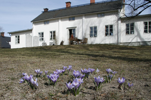 Crocus