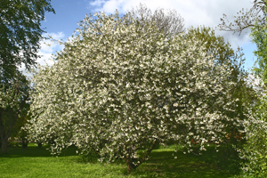 Cherry trees