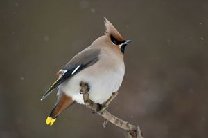 Waxwing
