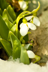 Snowdrops