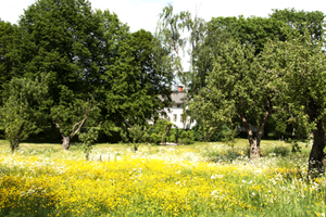 Meadow in spring