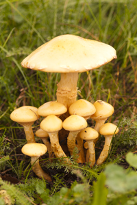 Pilz-Familie