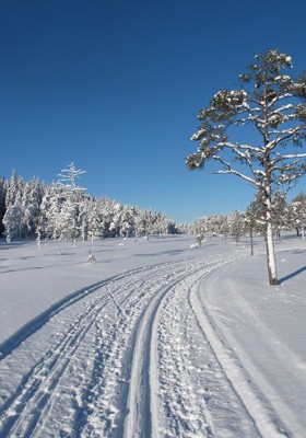 Sorskog-febr-2012.jpg